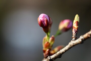 桜の花のつぼみ