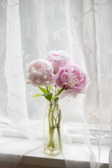 Peony, peonies in the window, curtain, vase, bouquet, flower