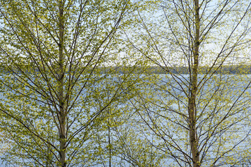 Fototapeta premium trees against the river