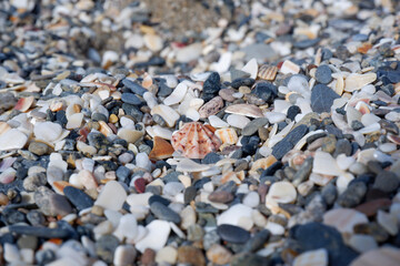 shells on the beach
