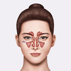 부비동 구조를 설명하기 위한 여성 일러스트 