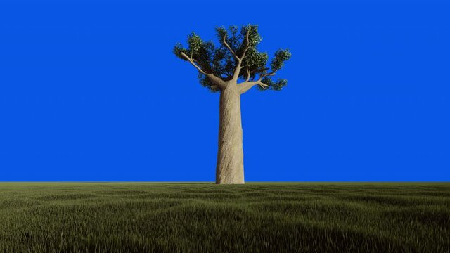 Baobab single tall tree against the blue sky, Blue Screen Chromakey, 4K