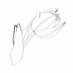 Tulips flower branch with leaves, black outline on white background. Spring summer flower illustration.