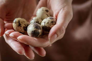 Spotted quail eggs on woman palms