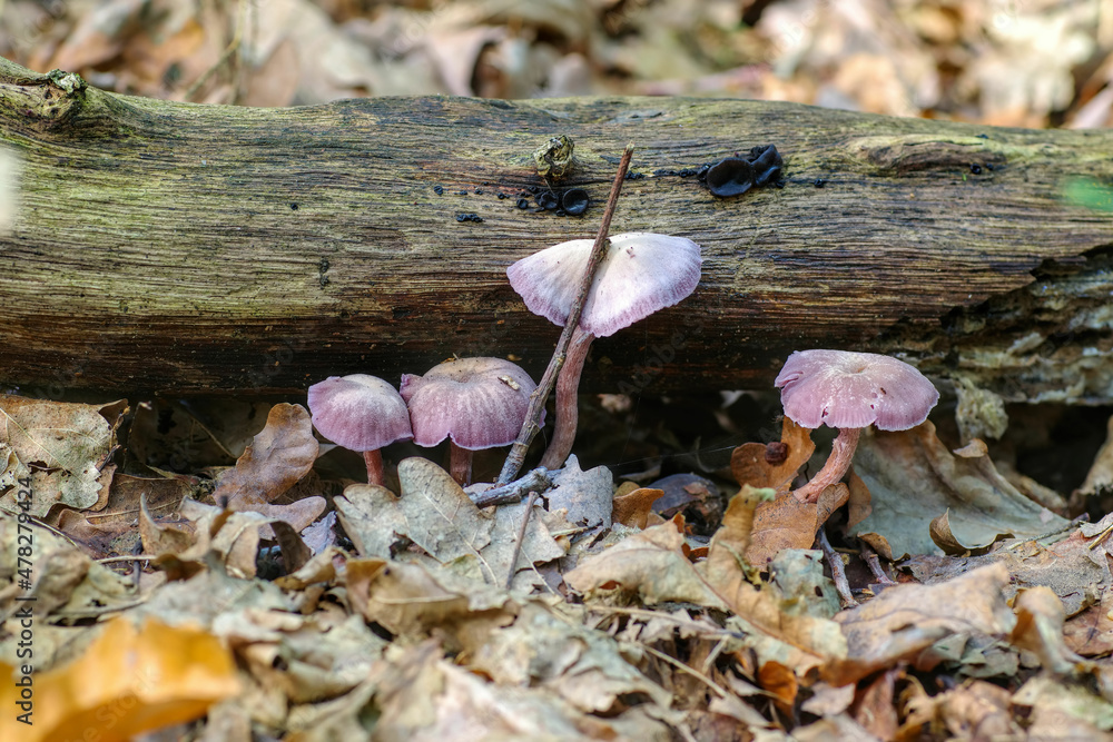 Sticker Violetter Lacktrichterling  (Laccaria amethystina) im Herbstwald - a group of Laccaria amethystina mushrooms in forest