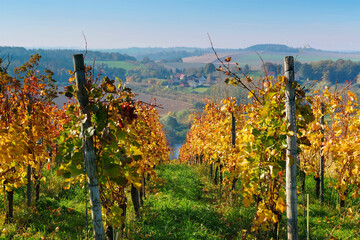 Blick über herbstliche Weinberge an der Elbe in Sachsen, Deutschland - view over autumn vineyards...