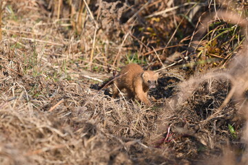 シベリアイタチ・日本・九州
