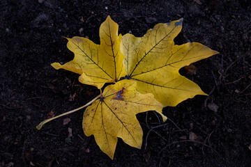 autumn maple leaf