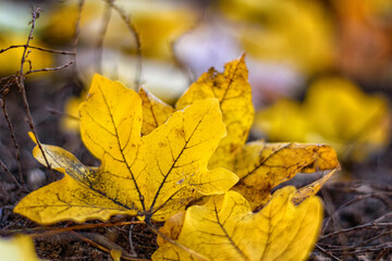 yellow autumn leaves