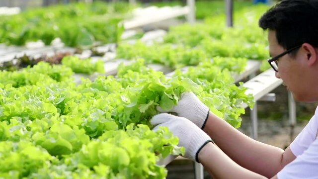 Asian man farmer checking quality of hydroponic vegetables in a hydroponic farm. Working as a farmer in green house hydroponic farm. healthy food. Good food and good life concept. Organic vegetables