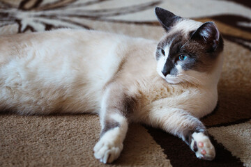 Fototapeta na wymiar Beautiful domestic cat lies on floor in room. Portrait of pet of smoky color. Animal Theme