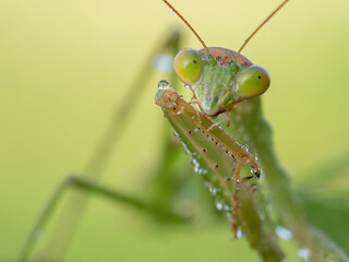 Praying mantis after the rain