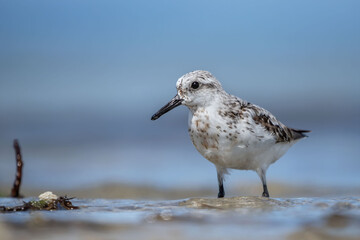 Sanderling poses in the surf