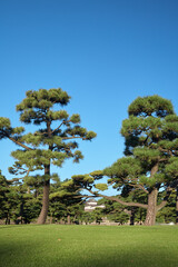 Kokyo Gaien National Garden. Tokyo. Japan