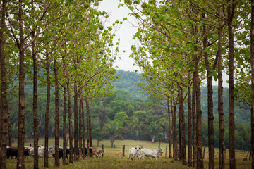 Cows in a rural paddock on straw with eucalyptus inside a farm in Brazil.