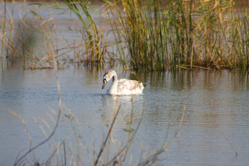 Swan with reeds closeup view with selective focus on foreground