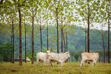 Cows in a rural paddock on straw with eucalyptus inside a farm in Brazil.
