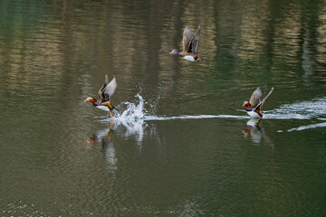 綺麗な鳥、オシドリ、冬の渡り鳥