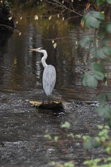 Fischreiher/Graureiher im Bach