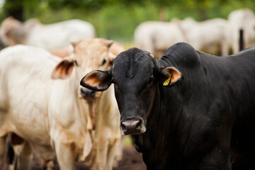 Cows in a rural paddock on straw with eucalyptus inside a farm in Brazil.