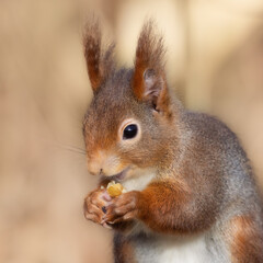 European red squirrel eating a walnut 