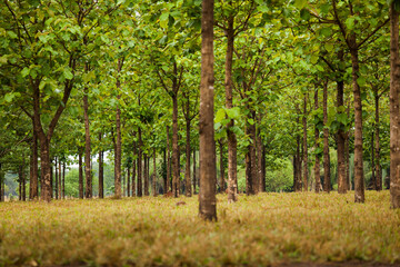 Fototapeta premium Cows in a rural paddock on straw with eucalyptus inside a farm in Brazil.