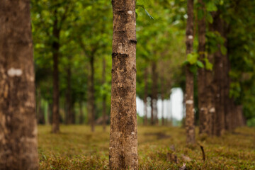 Cows in a rural paddock on straw with eucalyptus inside a farm in Brazil.