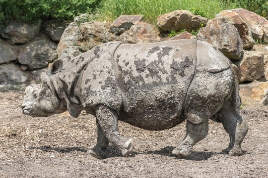 Rhinoceros, wild animal in safari park