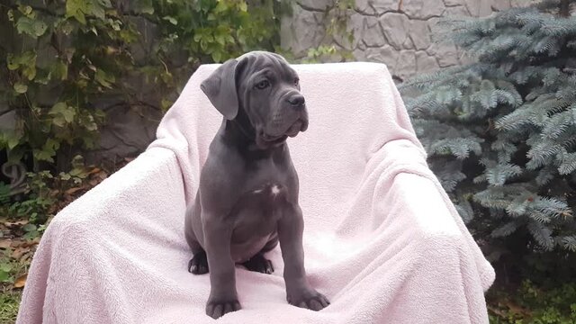 Cute gray puppy Cane Corso sit in a chair on a pink bedspread in the garden