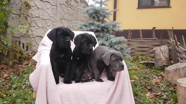 Three cute puppies Cane Corso, gray and two black, sit in a chair on a pink bedspread in the garden