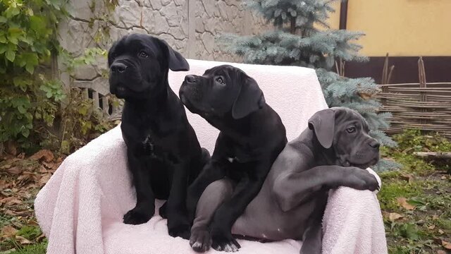 Three cute puppies Cane Corso, gray and two black, sit in a chair on a pink bedspread in the garden