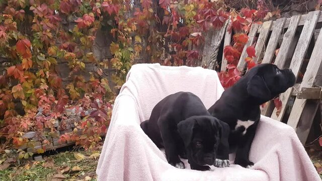 Two cute black puppies Cane Corso sit in a chair on a pink bedspread in the garden