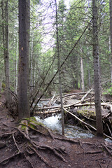 Río con troncos caídos en el bosque
