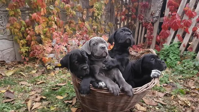 Four cute puppies Cane Corso - gray and three black sit in a wicker basket in the garden against the background of multi-colored wild grapes