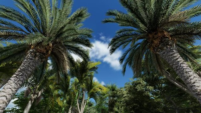 The blue sky seen through palm trees, 4K