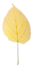 Yellow birch leaf