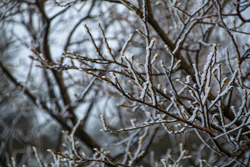 snow covered branches