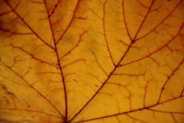 Naklejka na ściany i meble Autumn yellow maple leaf with red veins close-up texture background