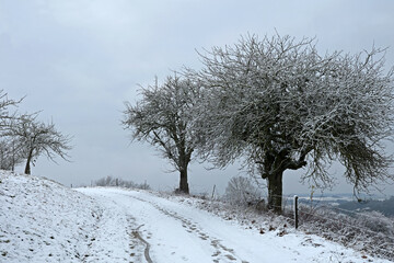 Fototapeta na wymiar Winter landscape with freshly fallen snow in the morning