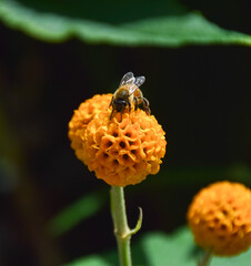 A bee pollinates and orange ball tree flower (Buddleja globosa) in London, UK