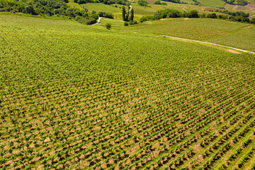 Vineyards on hills, Jura region France.