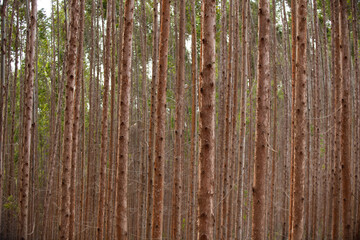 Eucalyptus Forest. Eucalyptus planting for cutting in Brazil