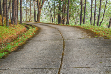 Obraz premium View concrete road in the tree forest.