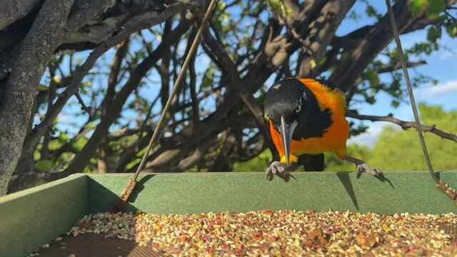 Bird Campo Troupial or Icterus jamacaii jumps on a bird feeder to eat. Closeup.