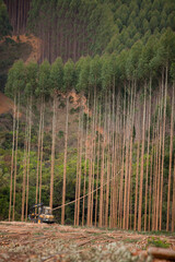 Eucalyptus Forest. Eucalyptus planting for cutting in Brazil