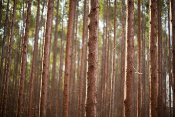 Eucalyptus Forest. Eucalyptus planting for cutting in Brazil
