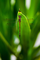 A yellow and black Dragon Fly resting on a green out of focus Yucca plant in our garden.