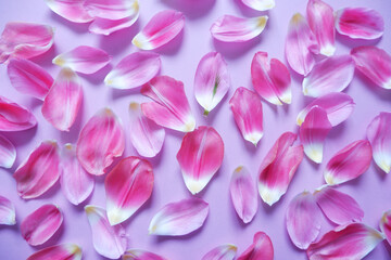 Pink petals on purple background. Floral background for Women's day, Mother's day and Spring time. 