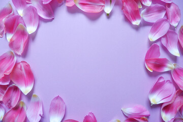 Pink petals on purple background. Floral background for Women's day, Mother's day and Spring time. 