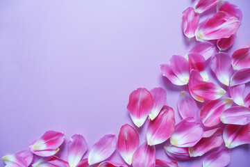 Fototapeta premium Pink petals on purple background. Floral background for Women's day, Mother's day and Spring time. 